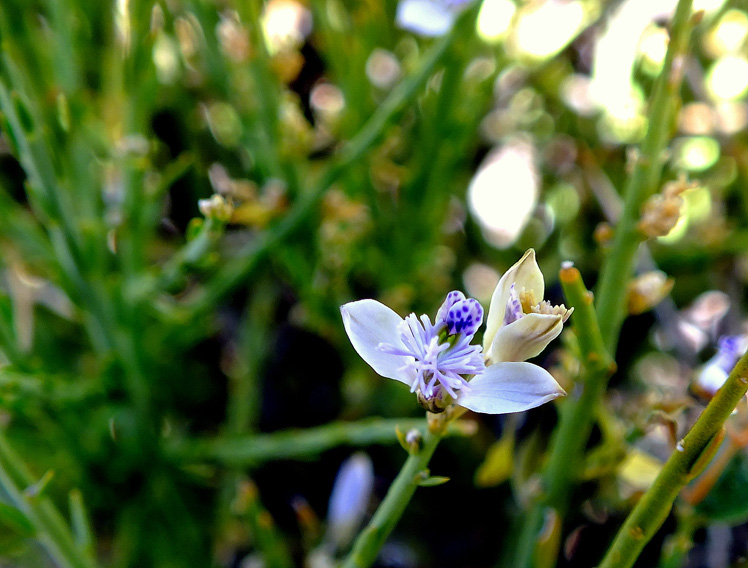 Polygala spiniscens